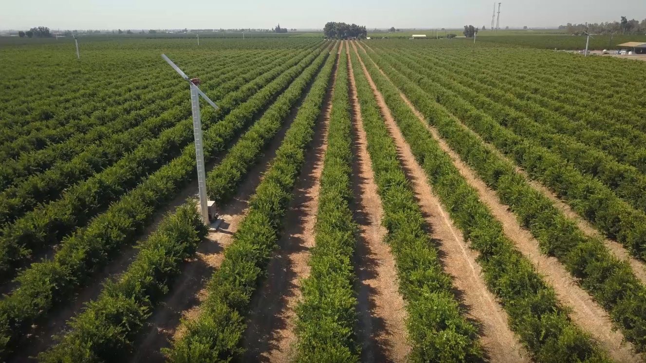Aerial view of a citrus orchard
