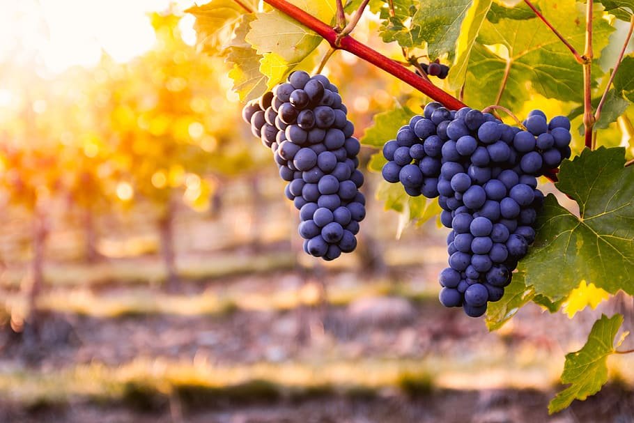 Purple grapes with sun shining through the vine